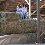 Sequim Gazette photo by Matthew Nash/ Madison Pierce and Makenzie Hadley look at Jersey cows in Dungeness Valley Creamerys barn on June 13. Pierce was visiting her family at the farm during its 20th anniversary celebration.