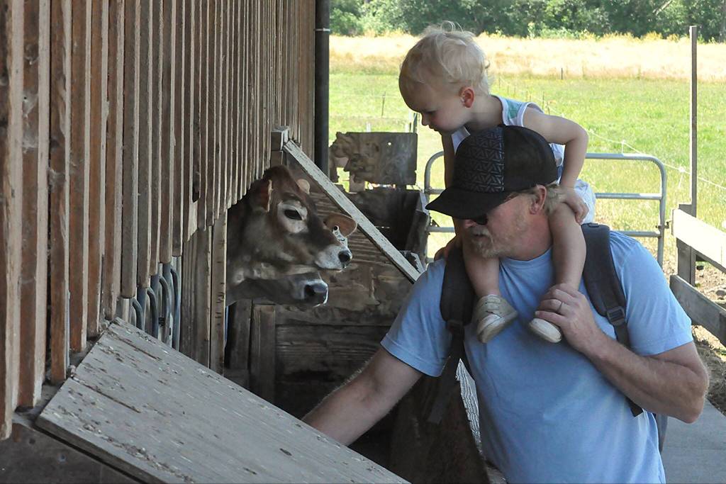 Sequim Gazette photo by Matthew Nash/ Jeff Slaczka and Jesse pet Jersey cows during Dungeness Valley Creamerys 20th anniversary on June 13. It was Jesses first time at the farm, Jeff said.