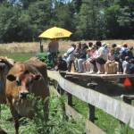 Visitors enjoy a hay ride at Dungeness Valley Creamery on June 13.