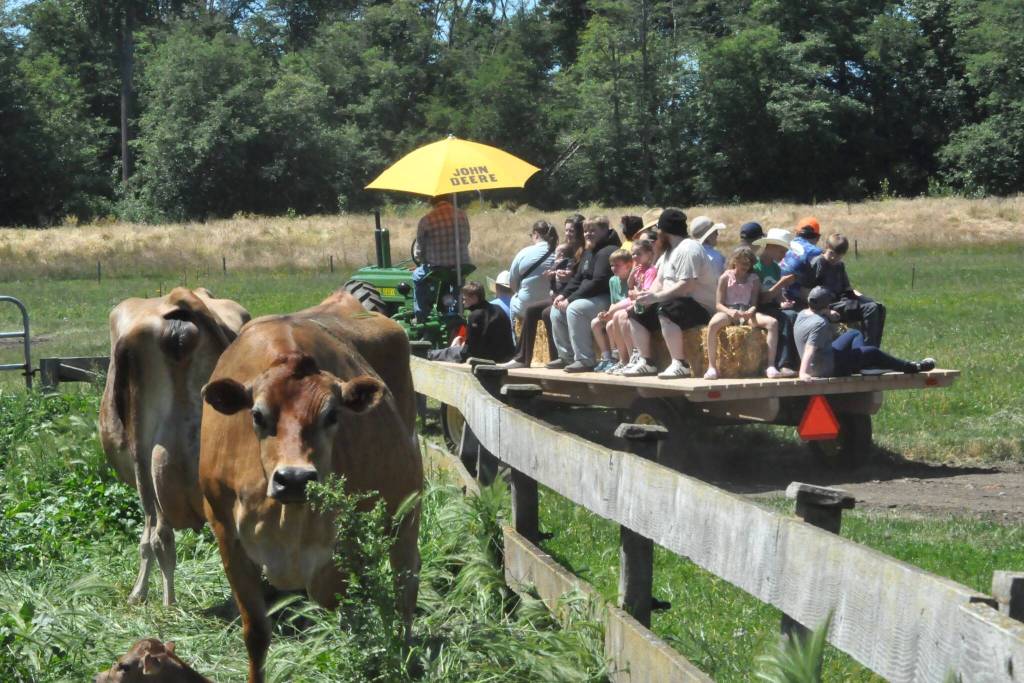 Visitors enjoy a hay ride at Dungeness Valley Creamery on June 13.