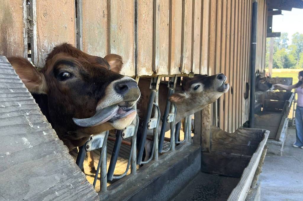 Sequim Gazette photo by Matthew Nash/ Jersey cows greet visitors with tongue flicks.
