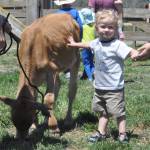 Sequim Gazette photo by Matthew Nash/ A 2-year-old visitor enjoys petting a Jersey cow at Dungeness Valley Creamery.