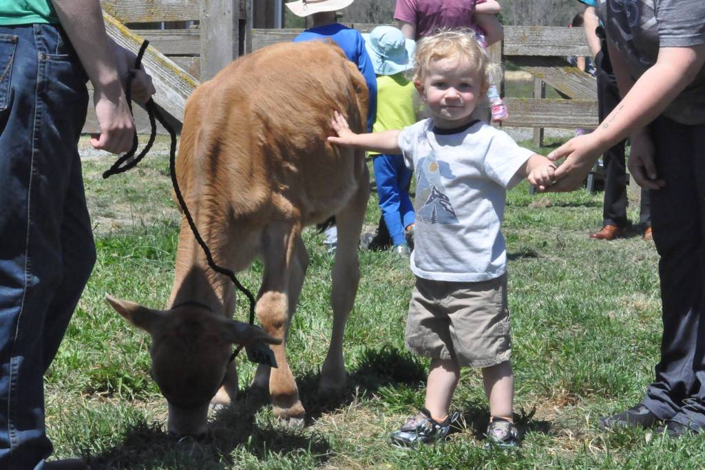 Sequim Gazette photo by Matthew Nash/ A 2-year-old visitor enjoys petting a Jersey cow at Dungeness Valley Creamery.