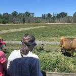 Sequim Gazette photo by Matthew Nash/ Visitors observe a mom and newborn calf at Dungeness Valley Creamery on June 13.