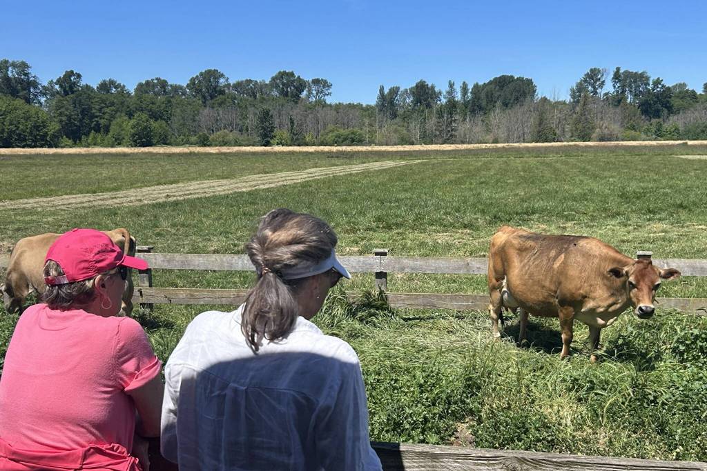 Sequim Gazette photo by Matthew Nash/ Visitors observe a mom and newborn calf at Dungeness Valley Creamery on June 13.