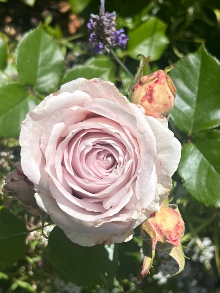 Photos courtesy Clallam County Master Gardeners/ Outside in the Garden Retreat.