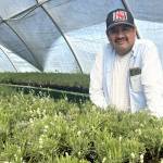 Sequim Gazette photo by Matthew Nash
Victor Gonzalez, owner of Victors Lavender, stands with thousands of lavender plants hes grown to deliver to Ohio where hes started a distribution center through a new lavender farm called White Barn and Blooms Lavender Farm. Gonzalez said about 70% of his business comes from the East Coast, and he wants to have closer accessibility for customers to pick up or receive his plants due to increasing shipping costs and a higher chance for damaging plants.