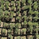 About 20,000 plants were brought from Victors Lavender Farm to Ohio for the farms new distribution center at White Barn and Blooms Lavender Farm. About half will go to customers, and the other will be used for propagation.