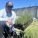 Sequim Gazette photos by Matthew Nash
Victors Lavender, owned by Victor Gonzalez, hosts its lavender festival during Sequim Lavender Weekend July 17-19 with barn dances, demonstrations, workshops, U-cut lavender, and more. Admission is free.