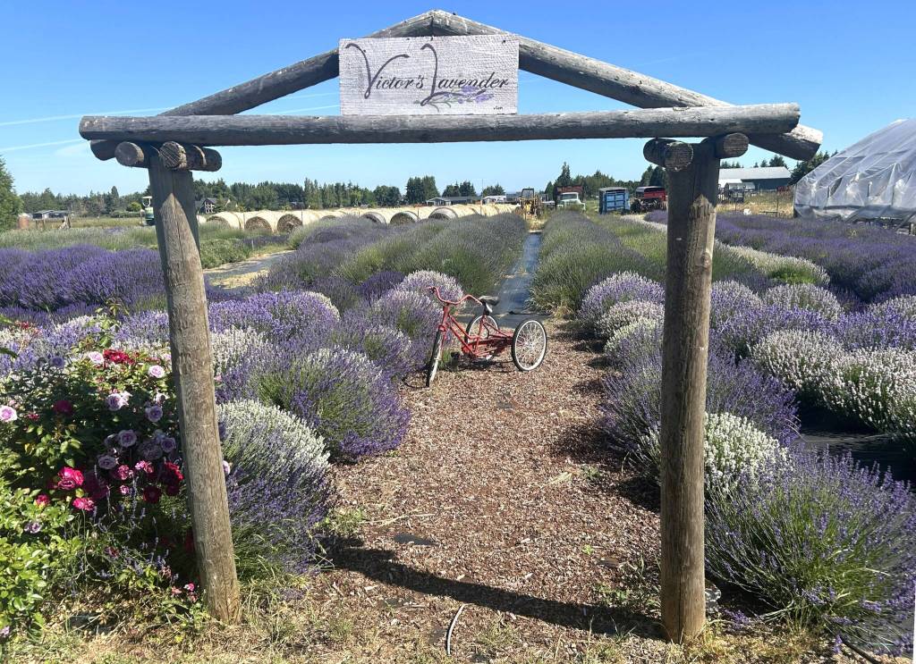 Sequim Gazette photo by Matthew Nash/
Victors Lavender, one of more than a dozen farms open during Sequim Lavender Weekend July 17-19, features U-cut lavender, food, music, demonstrations, and more.