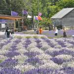 Sequim Gazette photo by Matthew Nash 
B&B Family Farm, 5883 Old Olympic Highway, hosts visitors daily through Sept. 30 and is one of more than 15 farms open during Sequim Lavender Weekend, July 17-19. They offer tours, U-pick, products, ice cream, and more.