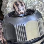 Photo by Jan Lewis/
Slugs can be found hiding in a variety of garden spots.