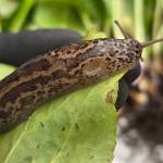 Photo by Jeene Hobbs/ Leopard slugs have distinctive markings. While not native to the Pacific Northwest, they are found globally.