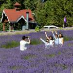 Sequim Gazette photo by Tom Buscher/ Festival-goers raise their arms while posing for a group photograph among the lavender rows at Purple Haze Lavender Farm.