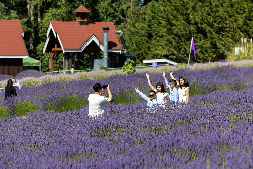 Sequim Gazette photo by Tom Buscher/ Festival-goers raise their arms while posing for a group photograph among the lavender rows at Purple Haze Lavender Farm.