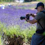 Sequim Gazette photo by Tom Buscher 
Erwin Ragel of Lakewood photographs the lavender fields at Purple Haze Lavender Farm on July 18. Ragel made the day trip for his third visit to the Sequim Lavender Weekend saying he was drawn by the colors, music, entertainment and lavender.