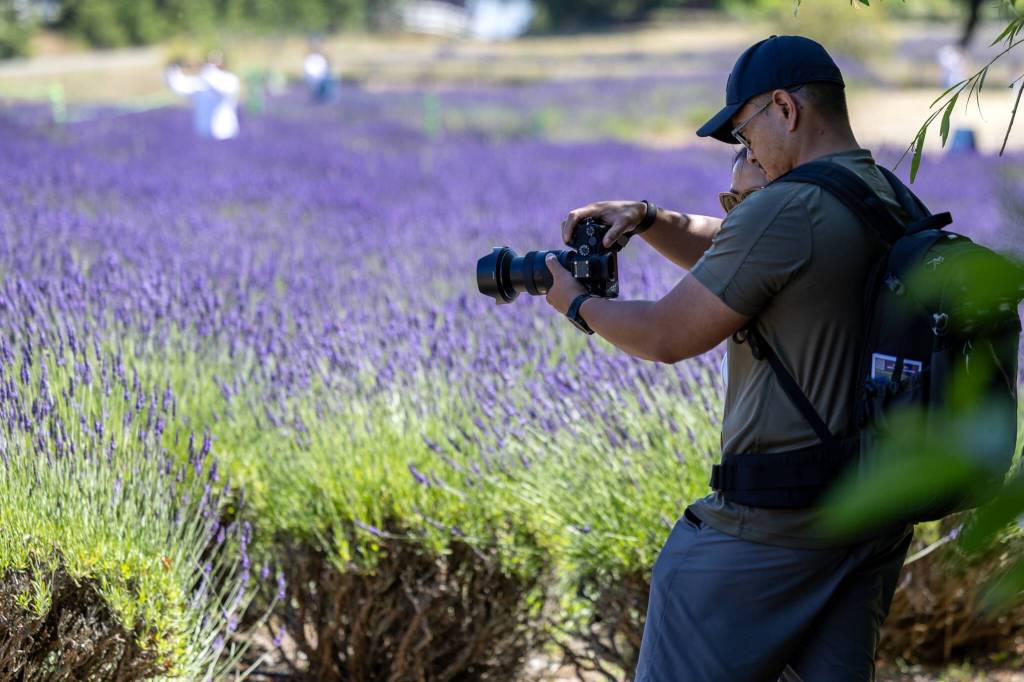 Sequim Gazette photo by Tom Buscher 
Erwin Ragel of Lakewood photographs the lavender fields at Purple Haze Lavender Farm on July 18. Ragel made the day trip for his third visit to the Sequim Lavender Weekend saying he was drawn by the colors, music, entertainment and lavender.
