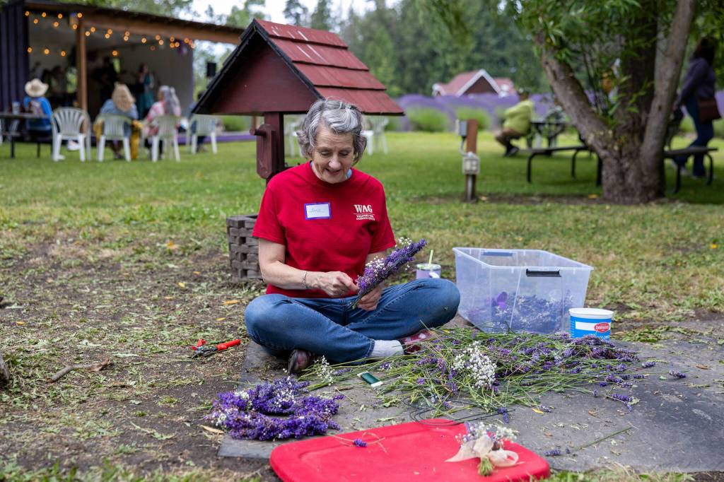 Dana Dawson assembles lavender wreaths while volunteering for Welfare for Animals Guild (WAG) at Purple Haze Lavender Farm. Proceeds from the wreath sales helped support dogs cared for by the Sequim rescue.
Sequim Gazette photo by Tom Buscher