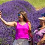Sequim Gazette photo by Tom Buscher/ Jessie Vegas raises a cellphone to take a selfie with Lisa Sanchez among the lavender rows at Graysmarsh during the Sequim Lavender Weekend. The women were part of a larger group visiting from the Philippines for a one-week vacation after online photographs of the Sequim Lavender Festival inspired the trip.