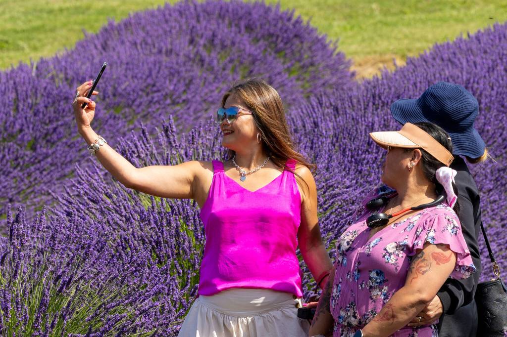 Sequim Gazette photo by Tom Buscher/ Jessie Vegas raises a cellphone to take a selfie with Lisa Sanchez among the lavender rows at Graysmarsh during the Sequim Lavender Weekend. The women were part of a larger group visiting from the Philippines for a one-week vacation after online photographs of the Sequim Lavender Festival inspired the trip.