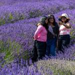 Sequim Gazette photo by Tom Buscher/ Jeni Ananth, Lakshmy Manoj, and Anu Subhakran, all of Seattle, take a selfie among the lavender rows at Graysmarsh on Saturday. The friends visited Sequim on a two-day Lavender Festival trip because they enjoy the flowers colors and fragrance, and they stopped at the farm to see the lavender and pick berries.