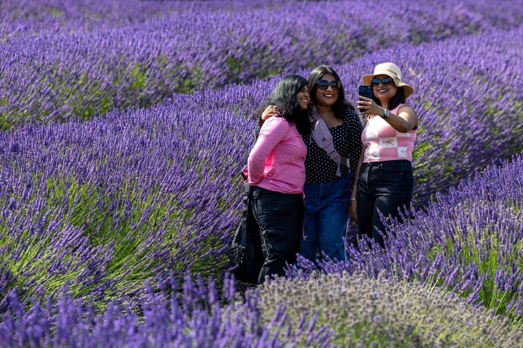 Sequim Gazette photo by Tom Buscher/ Jeni Ananth, Lakshmy Manoj, and Anu Subhakran, all of Seattle, take a selfie among the lavender rows at Graysmarsh on Saturday. The friends visited Sequim on a two-day Lavender Festival trip because they enjoy the flowers colors and fragrance, and they stopped at the farm to see the lavender and pick berries.
