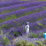 Sequim Gazette photo by Tom Buscher/ Eddie Lu photographs Shirley Lu among the lavender rows at Graysmarsh on July 18. The Seattle couple visited during a weekend trip to pick berries and enjoy the farms lavender fields.