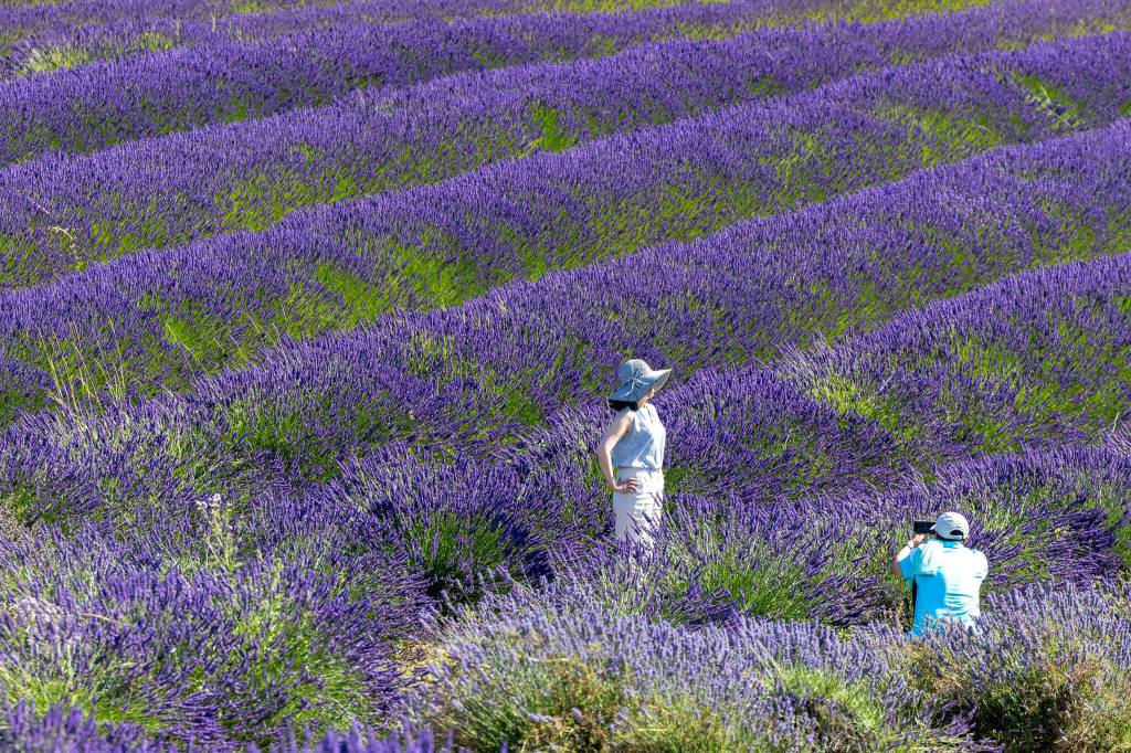 Sequim Gazette photo by Tom Buscher/ Eddie Lu photographs Shirley Lu among the lavender rows at Graysmarsh on July 18. The Seattle couple visited during a weekend trip to pick berries and enjoy the farms lavender fields.