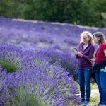 Sequim Gazette photo by Tom Buscher/ Sydney Caswell of Sequim, on left, and Kathy Baumhardt of Ohio, look at a cellphone together among the lavender rows at Graysmarsh. Baumhardt flew from Ohio to visit Caswell and experience the vibrant purple beauty of the lavender fields.