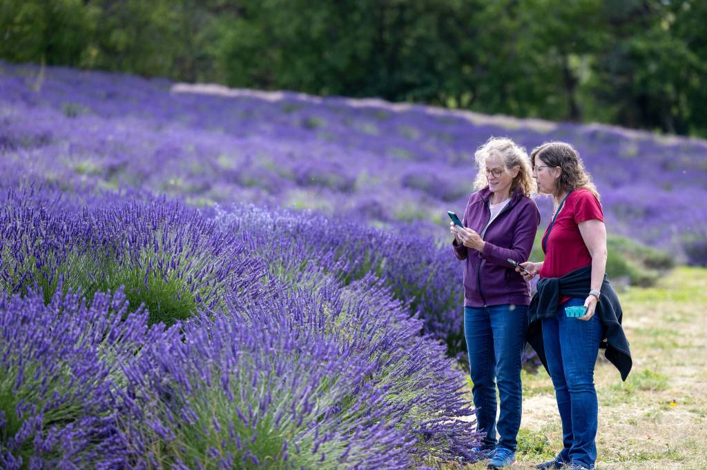 Sequim Gazette photo by Tom Buscher/ Sydney Caswell of Sequim, on left, and Kathy Baumhardt of Ohio, look at a cellphone together among the lavender rows at Graysmarsh. Baumhardt flew from Ohio to visit Caswell and experience the vibrant purple beauty of the lavender fields.