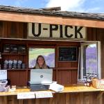 Lizzy Shaw of Port Angeles sells lavender products and assists visitors while working her summer job at the Graysmarsh farm stand.
Sequim Gazette photo by Tom Buscher