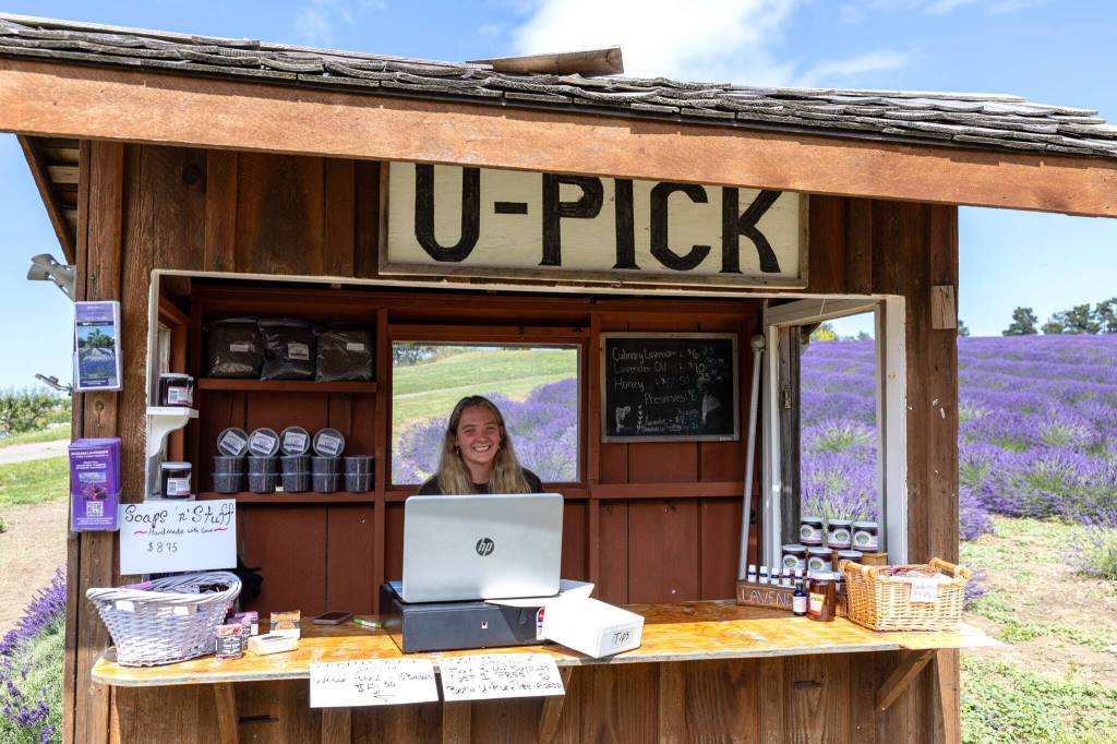 Lizzy Shaw of Port Angeles sells lavender products and assists visitors while working her summer job at the Graysmarsh farm stand.
Sequim Gazette photo by Tom Buscher