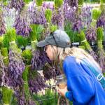 Sequim Gazette photo by Monica Berkseth/ Laura Brannon of Kansas City, Kansas, takes a moment to stop and smell the lavender at Melis Lavender booth on July 17 during the Sequim Lavender Festival in the Park in Carrie Blake Community Park.