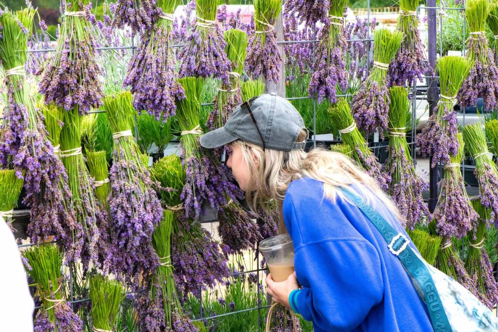 Sequim Gazette photo by Monica Berkseth/ Laura Brannon of Kansas City, Kansas, takes a moment to stop and smell the lavender at Melis Lavender booth on July 17 during the Sequim Lavender Festival in the Park in Carrie Blake Community Park.