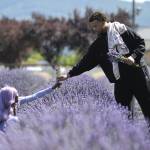 Sequim Gazette photos by Matthew Nash 
Destiny Henderson hands lavender to Aaron Smith on Saturday at Old Barn Lavender Company. The couple was visiting from Florida because Henderson loves everything purple, and Smith wanted to celebrate her graduating with a psychology degree from the University of Central Florida. Henderson said she thought she could only see lavender in France until she discovered Sequim online.