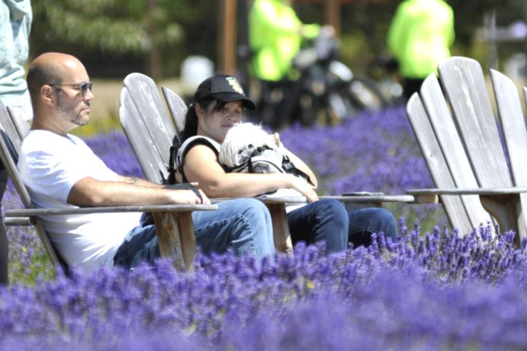 Sequim Gazette photo by Matthew Nash 
Sean Samuelson and Linda Mach of Tacoma take a break at Olympic Bluffs Cidery & Lavender Farm as Charlie the dog takes a look out from Lindas bag. Their visit was the first time theyve ever been to a lavender farm, they said. They like to garden and theyre growing their own lavender, the couple said.