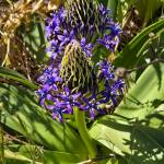 Scilla peruviana is an unusual bulb that blooms in early June and is well suited to the Peninsulas dry summers.
