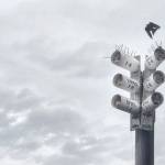 Photo by John Gussman/ Purple martins are known for their speed, agility and rapid flapping and gliding flight patterns.