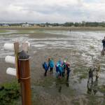 Photo by John Gussman 
The OPAS group needs a low tide to be able to check the poles with boxes containing purple martin nests.