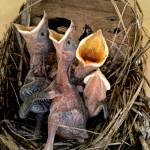 Photo by Dow Lambert 
OPAS volunteer Dow Lambert captured this photo of baby purple martins.