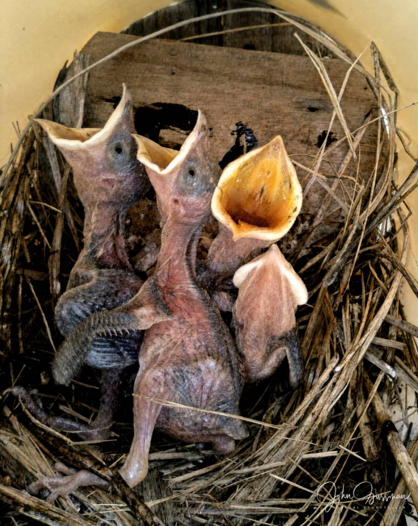 Photo by Dow Lambert 
OPAS volunteer Dow Lambert captured this photo of baby purple martins.
