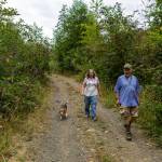 Sequim Gazette photos by Tom Buscher 
Dave and Lynda Breithaupt walk with their dog Lily on the Dungeness Trails where Dave and Lily encountered a cougar on two consecutive days earlier this month. Experts estimate there are about 300 cougars on the Olympic Peninsula.