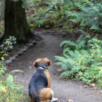 Lily, an eight-year-old beagle, gave her owner Tom Breithaupt a scare when she chased after a cougar during a recent walk along the Dungeness Trails. Her training collar did not work that day, Breithaupt said, but Lily returned in response to his calls and was not injured by the wild animal.