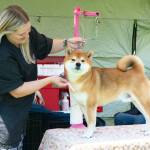 Sequim Gazette photo by Monica Berkseth
Ali Seeber of Cheney preps her dog Wrex, a 6-year-old Shiba Inu, on July 24 at the Hurricane Ridge Kennel Clubs All Breed Dog Show.
Seeber graduated from Sequim High School and said she comes to the show each year.
