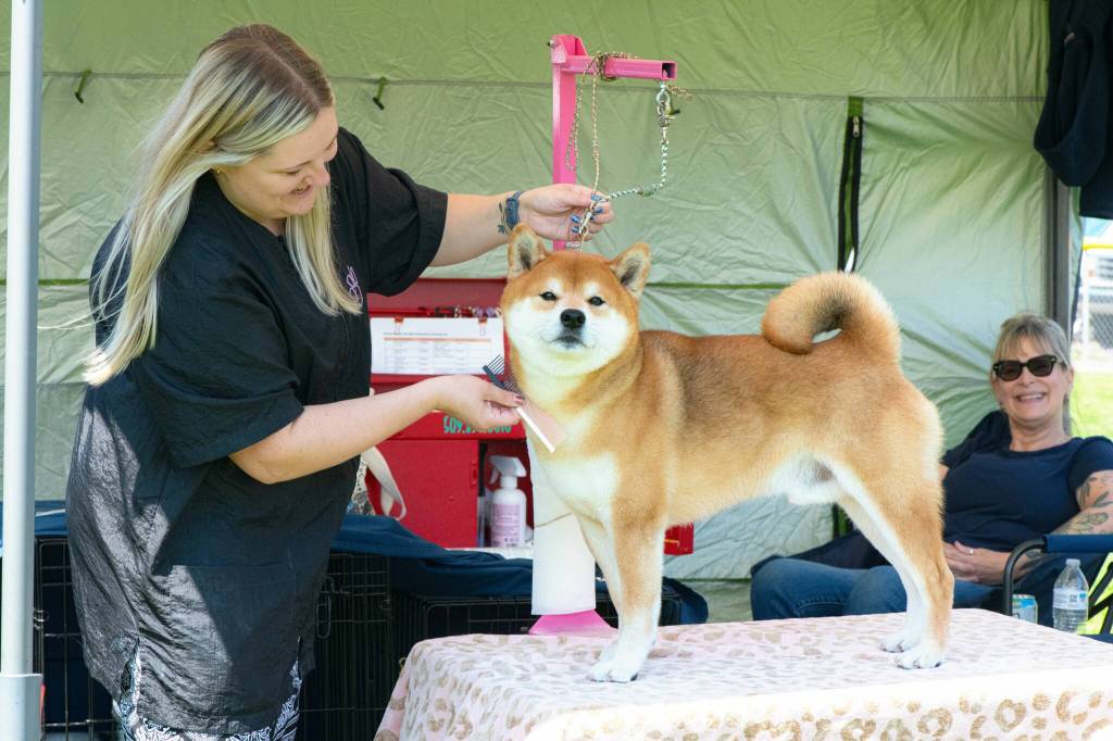 Sequim Gazette photo by Monica Berkseth
Ali Seeber of Cheney preps her dog Wrex, a 6-year-old Shiba Inu, on July 24 at the Hurricane Ridge Kennel Clubs All Breed Dog Show.
Seeber graduated from Sequim High School and said she comes to the show each year.
