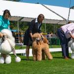 Sequim Gazette photos by Monica Berkseth 
Owners and poodles, including Young Choi of Renton with dog Dylan, on left, compete in the poodle event during the Hurricane Ridge Kennel Clubs All Breed Dog Show.
