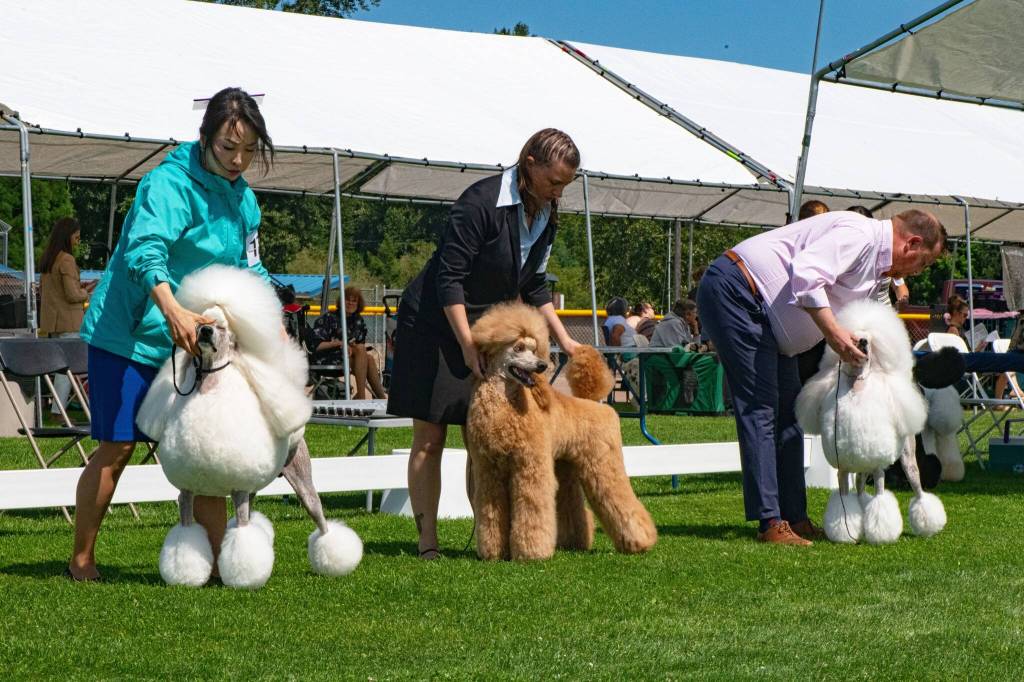 Sequim Gazette photos by Monica Berkseth 
Owners and poodles, including Young Choi of Renton with dog Dylan, on left, compete in the poodle event during the Hurricane Ridge Kennel Clubs All Breed Dog Show.