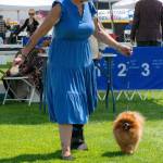 Sequim Gazette photo by Monica Berkseth/ Lori Solomon of Springfield, Oregon, brings out her Pomeranian Ian to compete and said she was excited to be in the Hurricane Ridge Kennel Clubs All Breed Dog Show on July 24.