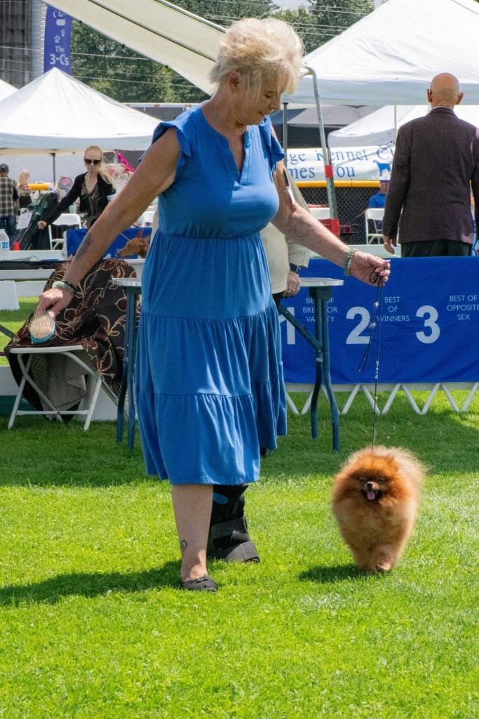 Sequim Gazette photo by Monica Berkseth/ Lori Solomon of Springfield, Oregon, brings out her Pomeranian Ian to compete and said she was excited to be in the Hurricane Ridge Kennel Clubs All Breed Dog Show on July 24.