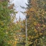 A before photo of vegetation around electric infrastructure not yet cleared by Clallam County PUD crews.